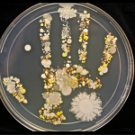 Metagenomic studies aid in the understanding of how the interaction of microorganisms impact infections in humans.